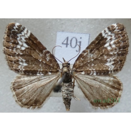Perizoma alchemillata (Linnaeus, 1758) Peryzoma przywrotnica Czech40j